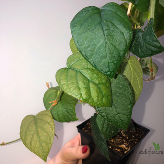 Ficus villosa “Blume” / фикус виллоза малая