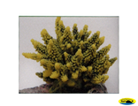 SH095GY Коралл пластиковый желто-зеленый 11,5*10*9см