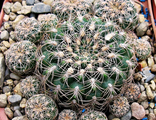 Gymnocalycium parvulum VG 502