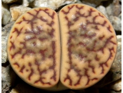 Lithops bromfieldii v.mennellii C283 - 10 семян