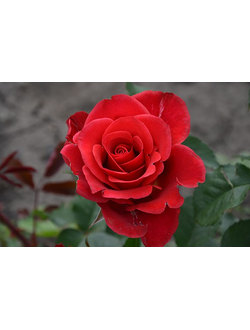 РЕД ВАУ  (Red Wow) роза, ЗКС