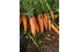 Морковь сорт Каскад. Урожай 2020 