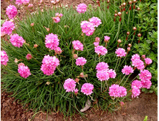 Армерия приморская Rosea