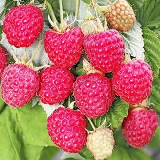 Джоан Джей (ремонтантная)