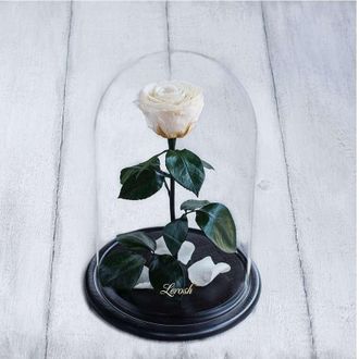 Стабилизированная роза в колбе Lerosh - Premium 33 см, Кремовая