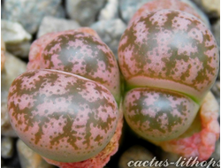 Lithops coleorum (Литопс Коулов)