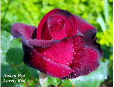 Роза чайно-гибридная -Лавли Ред Lovely Red