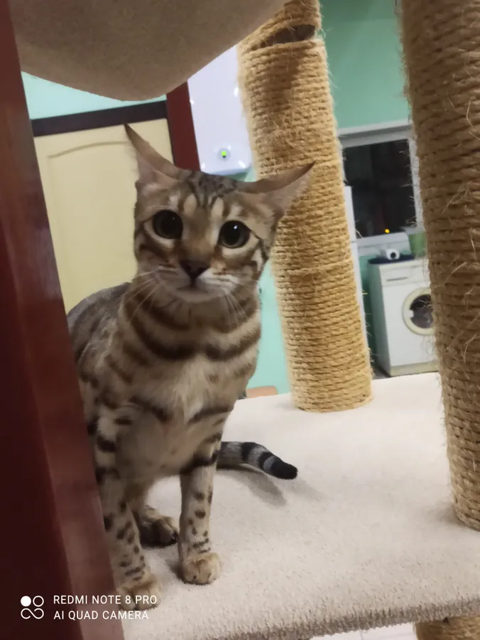 Бенгальская кошечка Мина