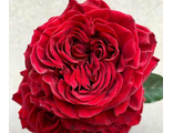 Роза пионовидная Майра Ред  (Mayra&#039;s Red)