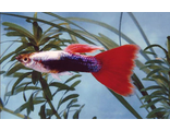 Гуппи туксидо красно-серебристая (Poecilia reticulata) Silver Red Tuxedo Guppy Male &quot;импорт самцы&quot;