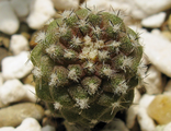 Copiapoa hypogea WM 148