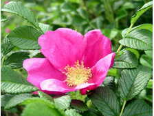Роза морщинистая (Шиповник морщинистый)