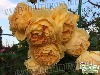 Английская роза сорт Голден Селебрейшн (Golden Celebration)