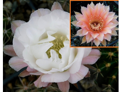 Echinopsis hybrid `Andromeda` x Echinopsis hybrid `Persey` - 5 семян