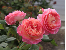 Мадам де Сталь (Mme de Stael) роза