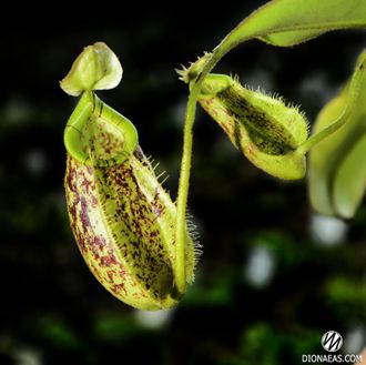 Непентес Хукериана | Nepenthes Hookeriana