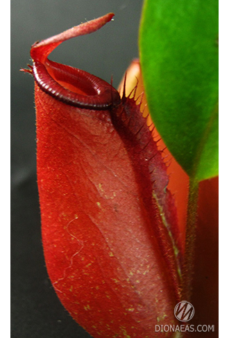 Непентес Кровавая Мэри | Nepenthes Bloody Mary