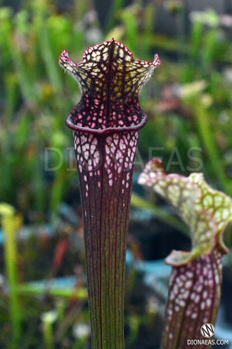 Sarracenia hybrid 16