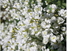 Арабис кавказский Plena