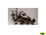 81005-30 Растение шелк. Гигрофила 30см