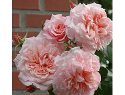 Роз зе Толбиак (Rose de Tolbiac) плет