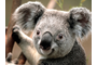 Koala.jpg