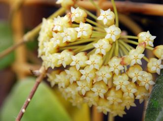 Hoya Incrassata