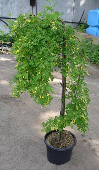 Акация желтая на штамбе  (Caragana arborescens pendula)