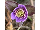 Hepatica nobilis var acuta Louise Köhler