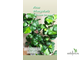 Ficus Triangularis "Green Dream" / фикус кокетка