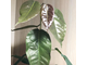 Ficus sp.(T29) Brown leaf