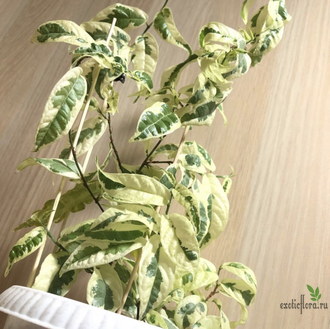 Ficus sagittata 'Variegata' / фикус сагиттата вариегатный