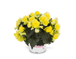 Бегония Begonia Solenia Yellow