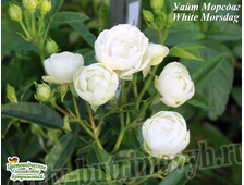 роза сорт Уайт Морсдаг (White Morsdag)
