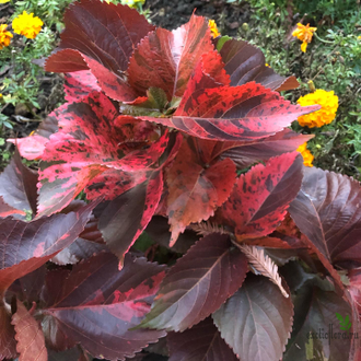 Acalypha wilkesiana ‘tricolor’ / акалифа триколор