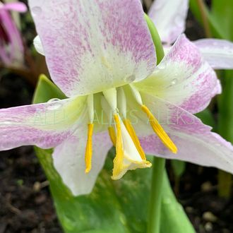 Erythronium sibiricum  f.1-21