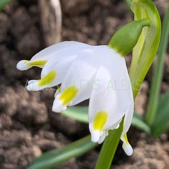 Leucojum vernum &quot;Tensational&quot;