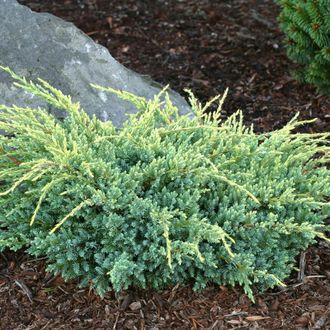 Холгер можжевельник чешуйчатый (Juniperus squamata Holger)