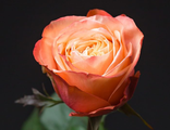 Роза срезочная пионовидная  Кахала