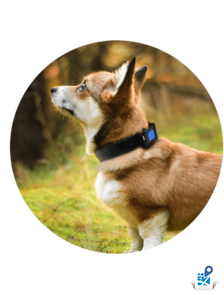 X-Pet ТМТ250 GPS-ошейник для средних и крупных собак