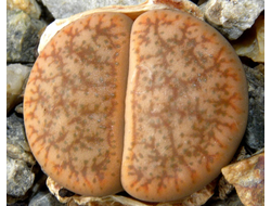 Lithops pseudotruncatella (syn.mundtii) C100 - 10 семян