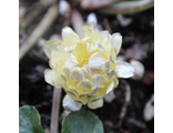 Ranunculus ficaria &#039;Valerie&#039;