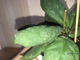 Hoya Undulata short leaves