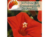 Ипомея Оранжевый коктейль Аэлита-агро