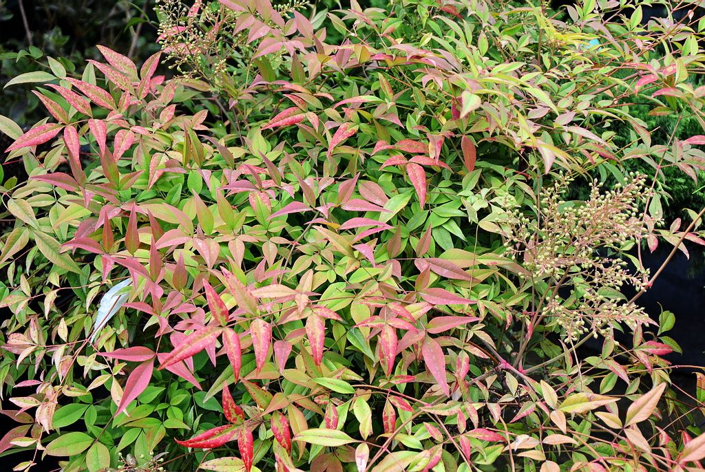 Нандина фото и описание кустарника Семена Нандина домашняя вечнозелёная (Nandina domestica), 20 штук купить в инт