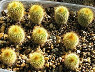 Eriocactus leninghausii