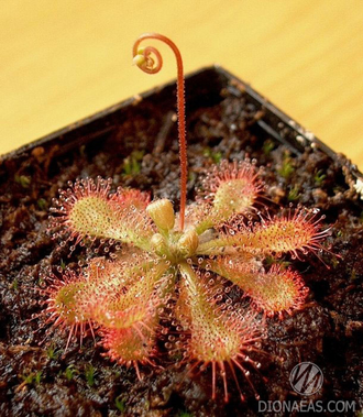 Drosera sp. "Auyan Tepui"