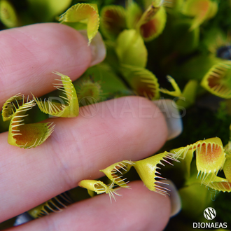 Dionaea muscipula Cupped trap