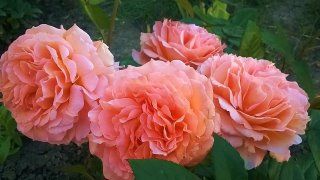 Бельведер, (Belvedere) шраб. Tantau Бельведер, (Belvedere) шраб. Tantau