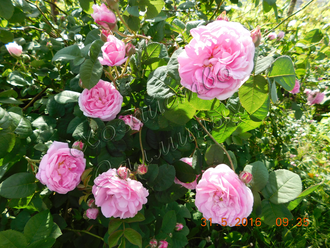 роза парковая неукрывная 'Hurdal"